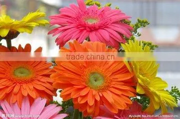 Fresh Cut Flowers Types of Fresh Flower Gerbera Floer photo-5