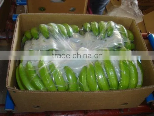 GRADE A FRESH CAVENDISH BANANA
