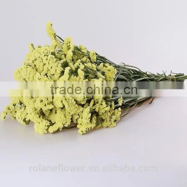 Supply Gypsophila Million Stars Cutting New Gypsophila With 1kg/bundle From Yunnan, China photo-4