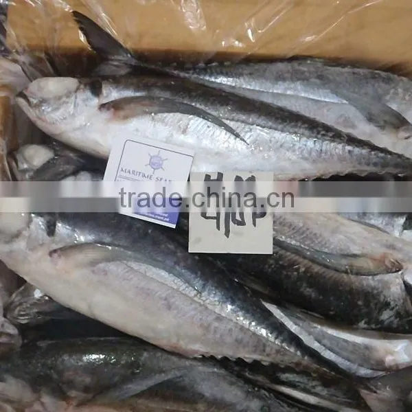HORSE MACKEREL photo-3