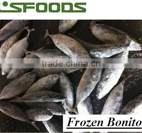 Frozen Bonito WR