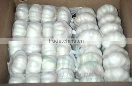 Fresh China Garlic photo-3
