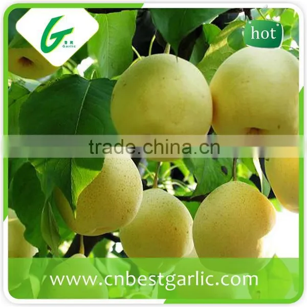 KOSHER Passed Chinese Bulk Crystal Fresh ya Pear photo-5