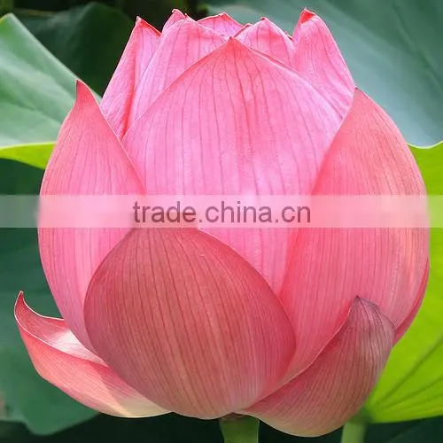 FRESH LOTUS ( PINK , WHITE ) photo-3