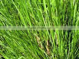 Palmarosa Oil ( Supplier / Manufacturer / Exporter ) photo-2