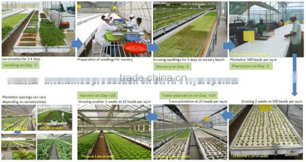 Nft Hydroponics photo-5