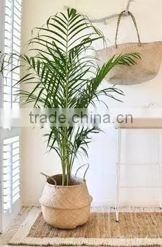 Indoor Plants Basket/Seagrass Storage Basket/Seagrass Belly Basket photo-4