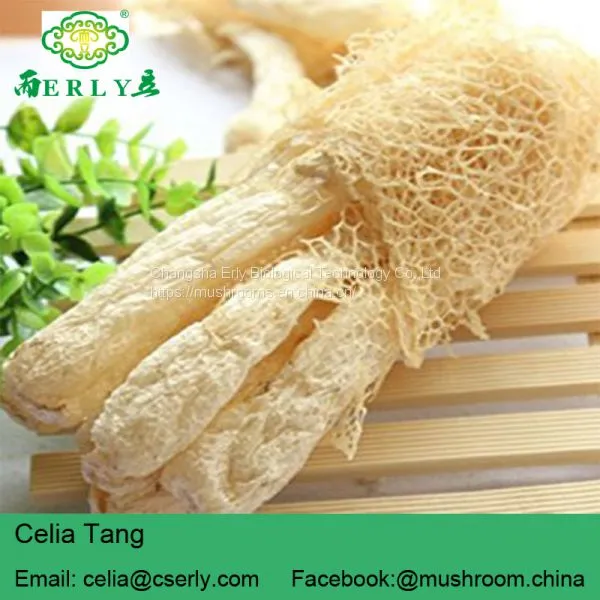 Wild Growing Mushroom Bamboo Fungus Tasty Dictyophora photo-3
