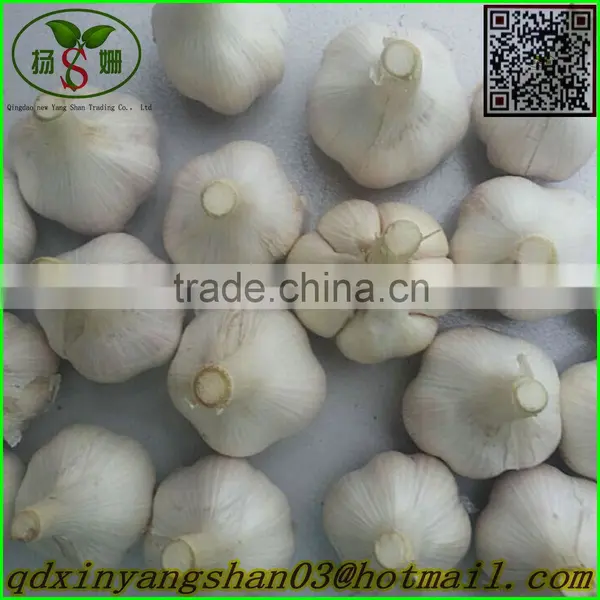 (HOT) Fresh Tomato Export From China photo-5