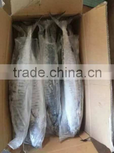 Frozen Spanish Mackerel 2/3kg