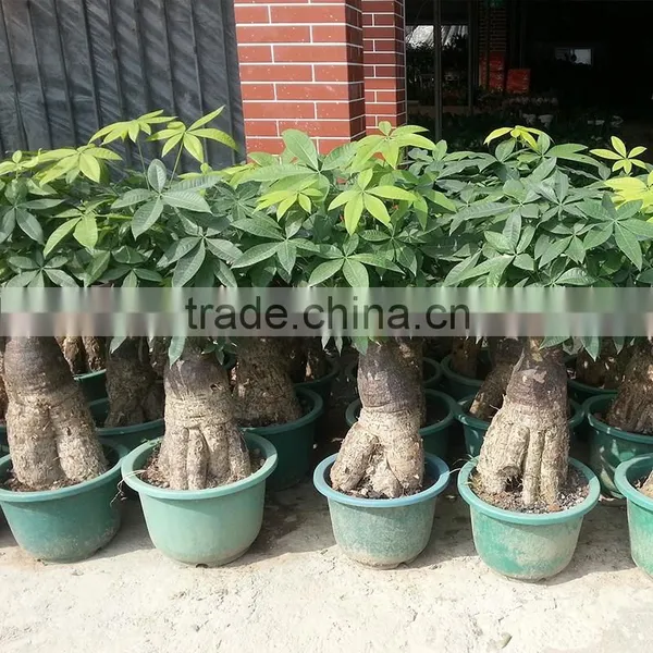 Factory Price Large Money Tree Spring Flowers photo-3