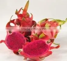 DRAGON FRUIT photo-2