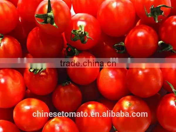 70 g Sachet Tomato Paste in Box and Carton Packaging From China Supplier photo-6