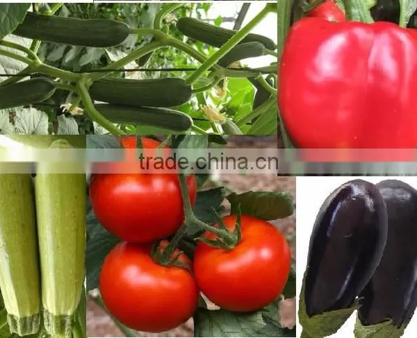 Vegetable Seeds