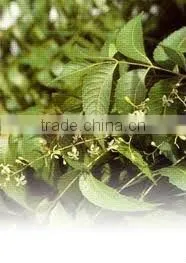 Neem Oil Pure