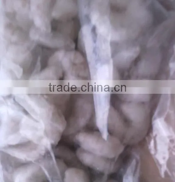 Croaker of Vannamei Shrimp photo-2