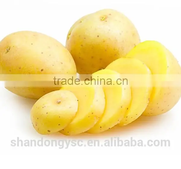 2016 New Crop Fresh Potato photo-4