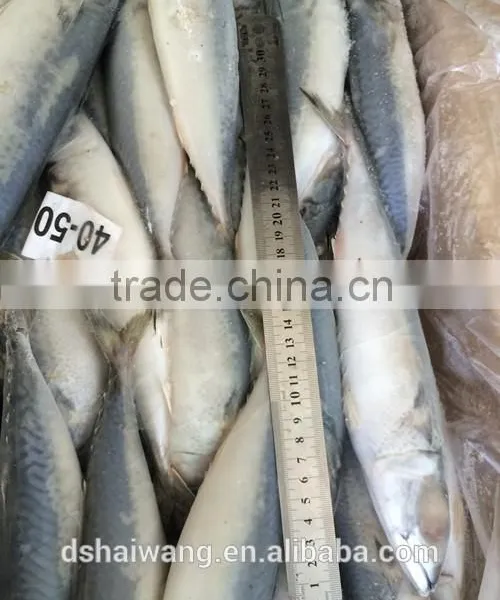 BQF Whole Round Pacific Mackerel Size 40 - 50 Pcs /g photo-6