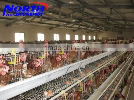 Bird Drinkers/poultry Automatic Drinker/chicken Feeders and Drinkers