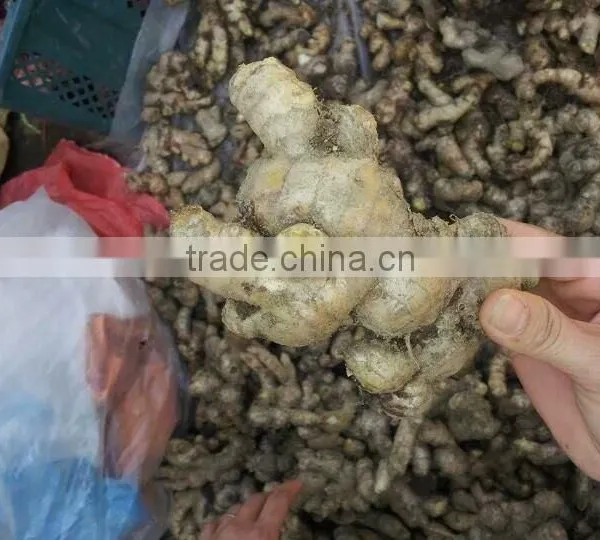 VIETNAM FRESH GINGER ON SALE photo-2