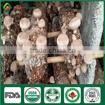 Wholesale Supplier of Organic Fresh Dry Edibal Raw Mushroom Lentinula Edodes Cultivation Growing Kit Log Spawn photo-6