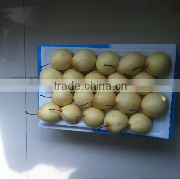 Ya Pear New Crop Fresh Pear Wholsale photo-5
