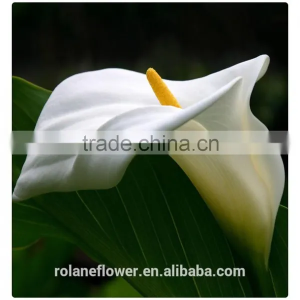 Beautiful Natural Fresh Cut Colorful Calla Lily Flowers for Decoration photo-5