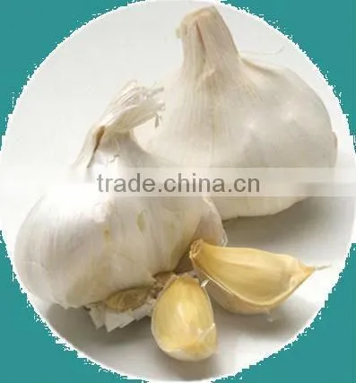 2013 Chinese Red Skin Garlic