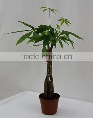 Five Braided Pachira Macrocarpa Aquatica Bonsai Money Tree Plant Indoor Ornamental Decorative Potted Plants Nursery Pachira photo-2