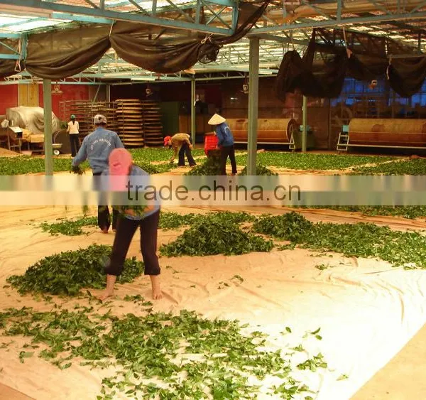 Viet Nam High Quality Black Tea photo-4