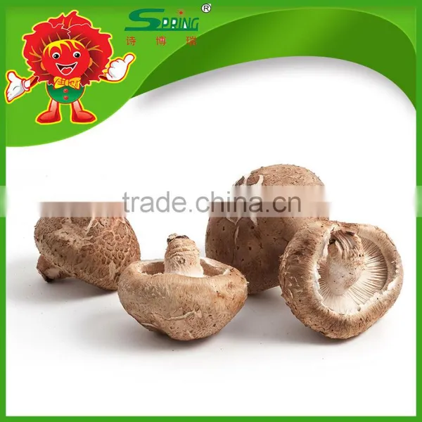 Best Fresh Matsutake Mushroom for Sale Frozen Mushrooms photo-4