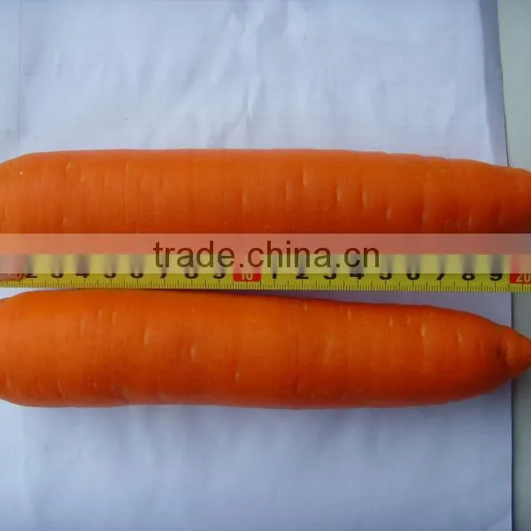 Fresh Carrot,fresh Vegetable