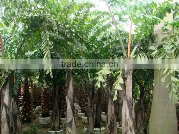 Wholesale Outdoor Decrotive Landscaping Ornamental Palm Caryota Urens L photo-3
