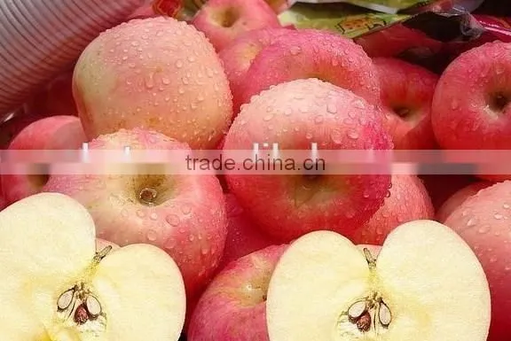 Top Quality Phloridzin 4%, 40%, 80%, 90%, 98% Apple Peel Powder Extract photo-2
