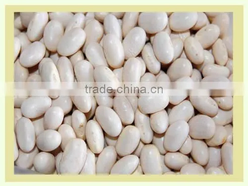 White Kydney Bean From Vietnam With Competitive Price