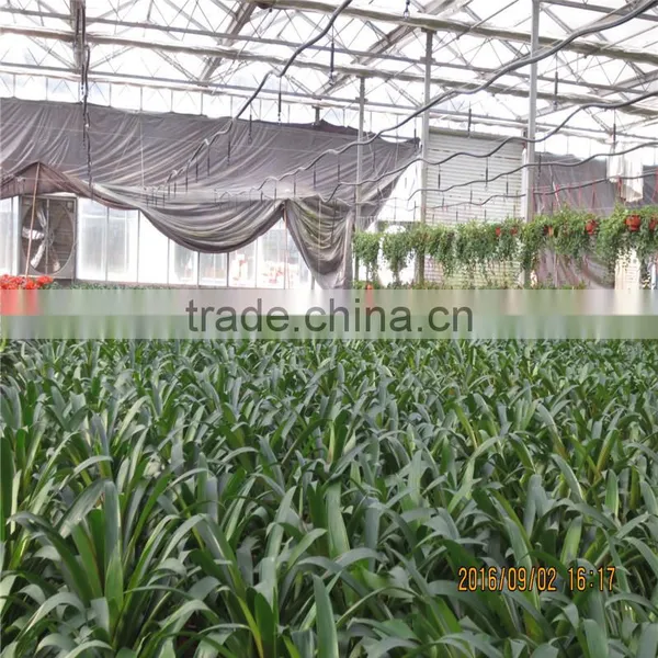 Green House For Agriculture Ventilation photo-5