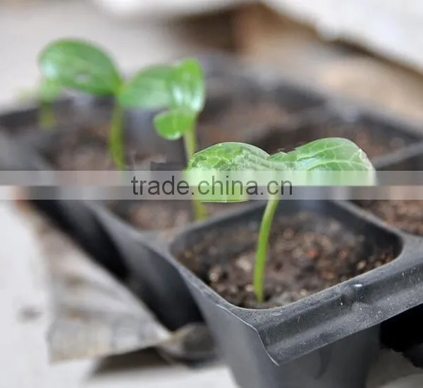 Growing Vegetable Transplants in Plug Seed Nursery Trays 8 Cell photo-5