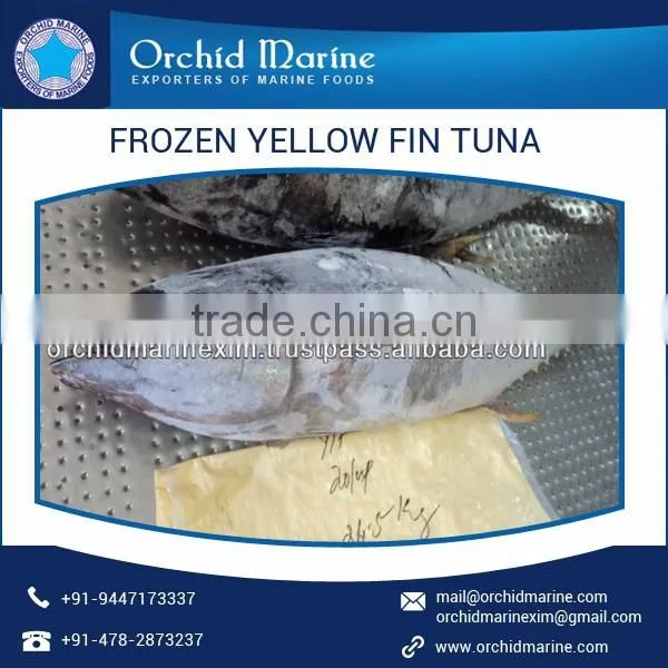 Highly Nutritious Whole Round Yellowfin Tuna for Bulk Export photo-6