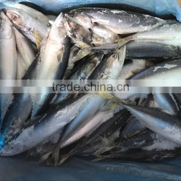Good Quality Pacific Mackerel 200-300g Manufacturer photo-6