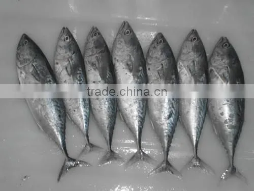 Bonito Tuna (Auxis Tapeionsoma) photo-4