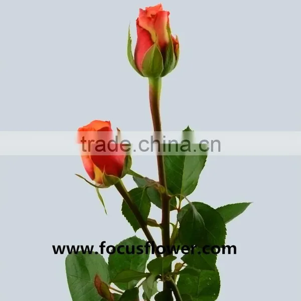 Newest Fresh Cut Flowers Colombia Kunming Flower Exporter Golden Rose With 22stems/bundle photo-3