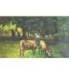 Animal Oil Painting