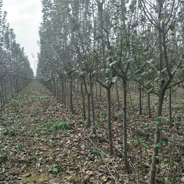 Prices of 3cm, 4cm, and 5cm Malus Micromalus, Price Quotation From the Place of Origin, High Survival Rate