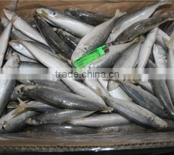Horse Mackerel Price photo-3