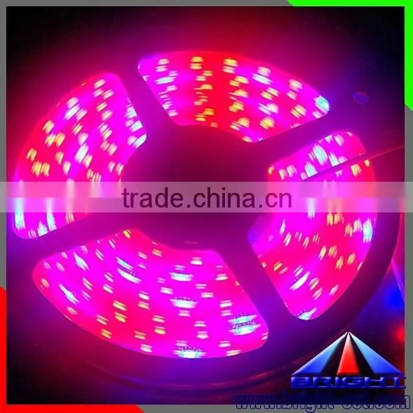 2016 Colorful Led Strip 5050 Grow Plant Light ,ip66 New Style Hot Sell Long Life Time Led Plant Grow Light Strip photo-6