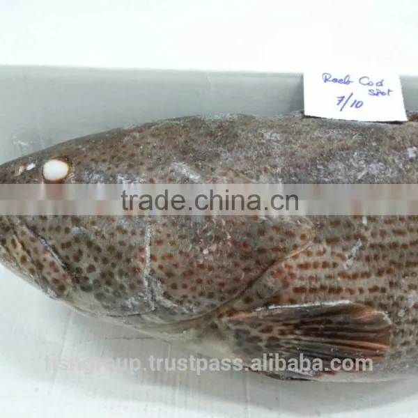 Grouper Whole Round photo-3
