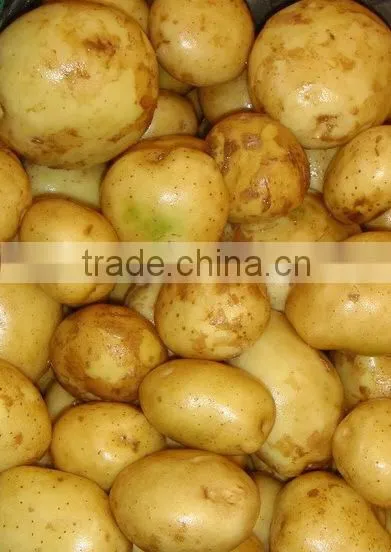 High Quality Potato From Pakistan