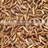 Caraway Oil photo-2