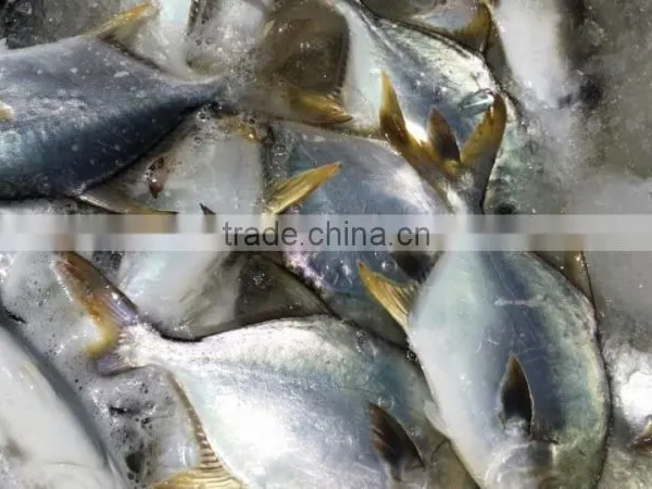 Vietnam GAP HACCP Silver Pomfret