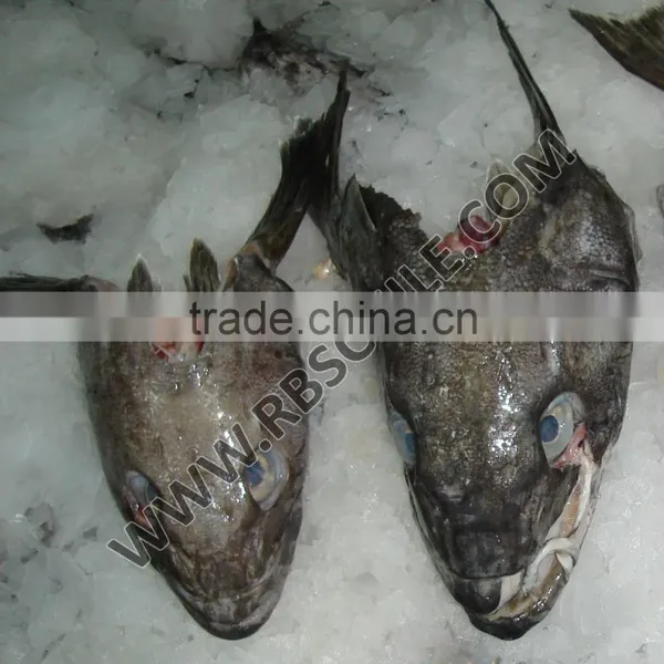 Chilean Seabass Head